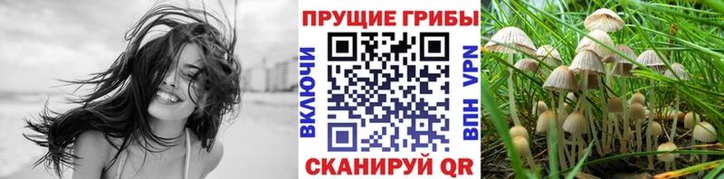 Галлюциногенные грибы Psilocybine cubensis  ОМГ ОМГ ССЫЛКА  Краснодар  продажа наркотиков 